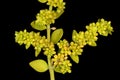 Smooth Rupturewort Herniaria glabra. Inflorescence Closeup