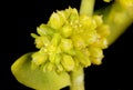 Smooth Rupturewort Herniaria glabra. Inflorescence Detail Closeup