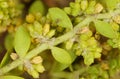 Smooth Rupturewort (Herniaria glabra). Shoot Closeup