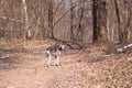 Smooth saluki