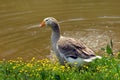 Sebastopol goose by Pond Royalty Free Stock Photo