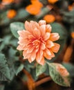 Beautiful saffron dahlia with open petals. Macro image