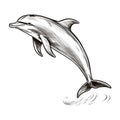 Smooth And Shiny Dolphin Sketch: Holotone Print By Tyler Walpole Royalty Free Stock Photo