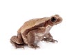 Smooth-sided toad isolated on white Royalty Free Stock Photo