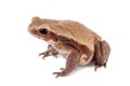 Smooth-sided toad isolated on white Royalty Free Stock Photo