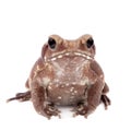 Smooth-sided toad isolated on white Royalty Free Stock Photo