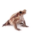 Smooth-sided toad isolated on white Royalty Free Stock Photo