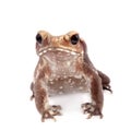 Smooth-sided toad isolated on white Royalty Free Stock Photo