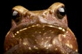 The Smooth-sided toad Rhaebo guttatus Royalty Free Stock Photo