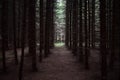 Smooth slender shady alleys coniferous spruce forest. An array of young
