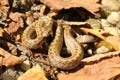 Smooth snake camouflaged on forest ground Royalty Free Stock Photo