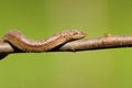 Smooth snake climbing on branch Royalty Free Stock Photo