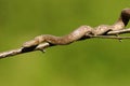 Smooth snake climbing on tree branch Royalty Free Stock Photo