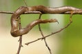 Smooth snake climbing on twigs Royalty Free Stock Photo