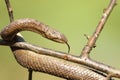 Smooth snake closeup over green background Royalty Free Stock Photo