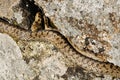 Smooth snake (Coronella austriaca)