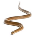 Smooth snake, Coronella austriaca