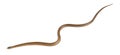 Smooth snake, Coronella austriaca