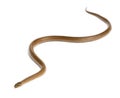 Smooth snake, Coronella austriaca