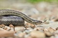 Smooth snake (Coronella austriaca) in natural habitat Royalty Free Stock Photo