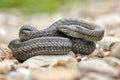 Smooth snake (Coronella austriaca) in natural habitat Royalty Free Stock Photo
