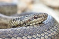 Smooth snake (Coronella austriaca) in natural habitat Royalty Free Stock Photo