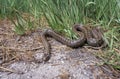 Smooth snake, Coronella austriaca,