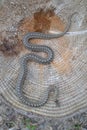Smooth snake Coronella austriaca