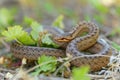 Smooth Snake - Coronella austriaca  species of non-venomous brown snake in the family Colubridae. The species is found in northern Royalty Free Stock Photo