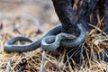 Smooth Snake - Coronella Austriaca species of non-venomous snake in the family Colubridae. Royalty Free Stock Photo