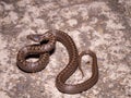 Smooth snake Coronella austriaca