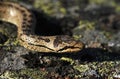 Smooth snake, Coronella austriaca, Ãâ¦land Islands in Finland.