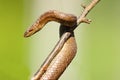 Smooth snake after hibernation Royalty Free Stock Photo