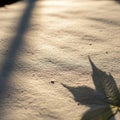 Smooth snow surface with a subtle, textured appearance. A clear shadow of a leaf with Royalty Free Stock Photo