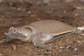 Smooth softshell turtle