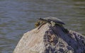 Smooth Softshell Turtle Royalty Free Stock Photo