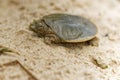 Smooth softshell turtle walking along a sunny beach, its feet touching the golden sand Royalty Free Stock Photo