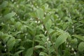 Angular Solomons seal Polygonatum odoratum Variegatum, flowers on a plant