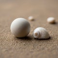 Pale and matte while the seashell a spiral shape has a glossy Royalty Free Stock Photo