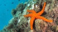 Smooth Starfish, Cabo Cope Puntas del Calnegre Regional Park, Spain Royalty Free Stock Photo