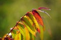 Smooth sumac leaves