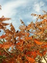 Smooth sumac tree Rhus glabra