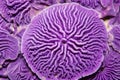 smooth surface of purple brain coral