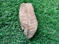 The smooth texture of the dry leaves of the mango tree plant is very beautiful Royalty Free Stock Photo