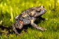 Smooth Toadlet Royalty Free Stock Photo