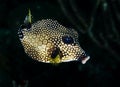 Smooth Trunkfish Royalty Free Stock Photo