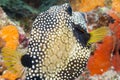 Smooth Trunkfish