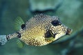 Closeup of a Smooth Trunkfish, Lactophrys triqueter Royalty Free Stock Photo