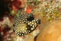 Smooth Trunkfish (Lactophrys triqueter) - Bonaire Royalty Free Stock Photo