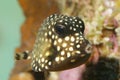 Smooth Trunkfish (Lactophrys triqueter) - Bonaire Royalty Free Stock Photo